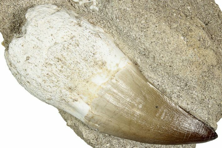 Rooted Mosasaur (Thalassotitan) Tooth in Rock - Morocco #336378